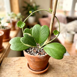 Hoya Kerrii Indoor Vine, Live 4-6 Inch Plant For Shelves And Home Decor