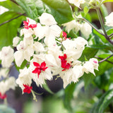 3 Mixed Clerodendrum Live Vines, Indoor Outdoor Plants, 5-10 Inches Tall