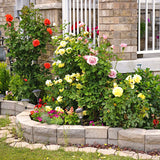2 Fragrant Live Rose Bush Plants, Mixed Well-Rooted Starters, 7-10 In Tall