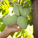 Live Pawpaw Fruit Tree, 6-12 Inch Bare Root Plant In Quart Pot, Outdoors