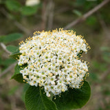 Live White Viburnum Shrub, 8-10 Inch Potted Flower Bush For Outdoor Garden