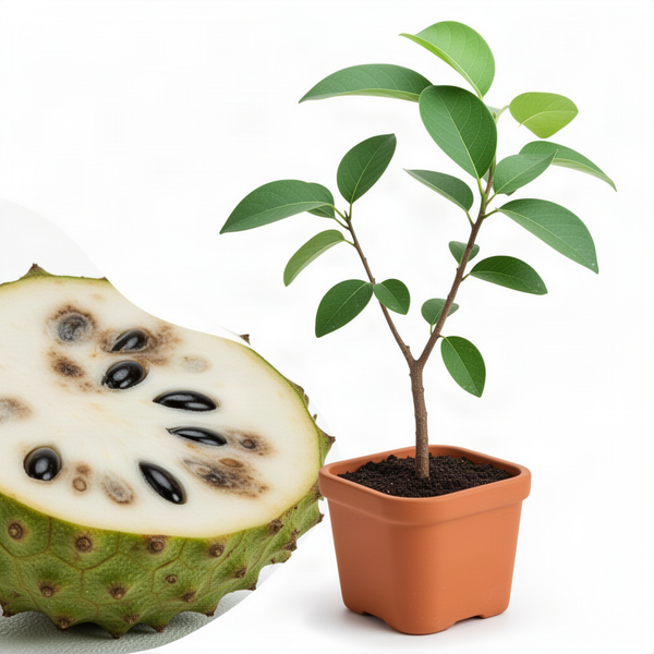 Half Gallon Pot With Live Soursop Guanabana Fruit Tree, 1-2 Ft Tall Outdoor