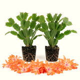 2 Live Orange Christmas Cactus Plants, 4-8 Inch Indoor Holiday Houseplants