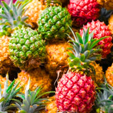 2 Live Florida Special Pineapple Plants, 4-6 Inch, Patio Container Garden