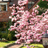 Saucer Magnolia Live Tree, 6-12 Inch Flowering Plant, Cold Hardy Shrub