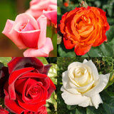 2 Live Climbing Rose Plants, Fragrant Mixed Colors, Blooming Rose Bushes