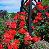 Don Juan Climbing Rose Live Plant, Well Rooted Starter, 5-9 Inches Tall