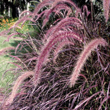 4 Red Purple Fountain Grass, Live Perennial Plants, 5-9 Inches In Height