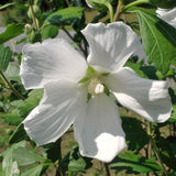 White Rose Of Sharon Live Shrub, 6-13 Inch Potted Garden Hibiscus Plant