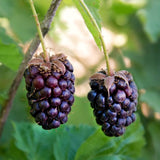 4 Boysenberry Live Plants, Sweet Hardy Berry Bushes, 5 To 8 Inch Height