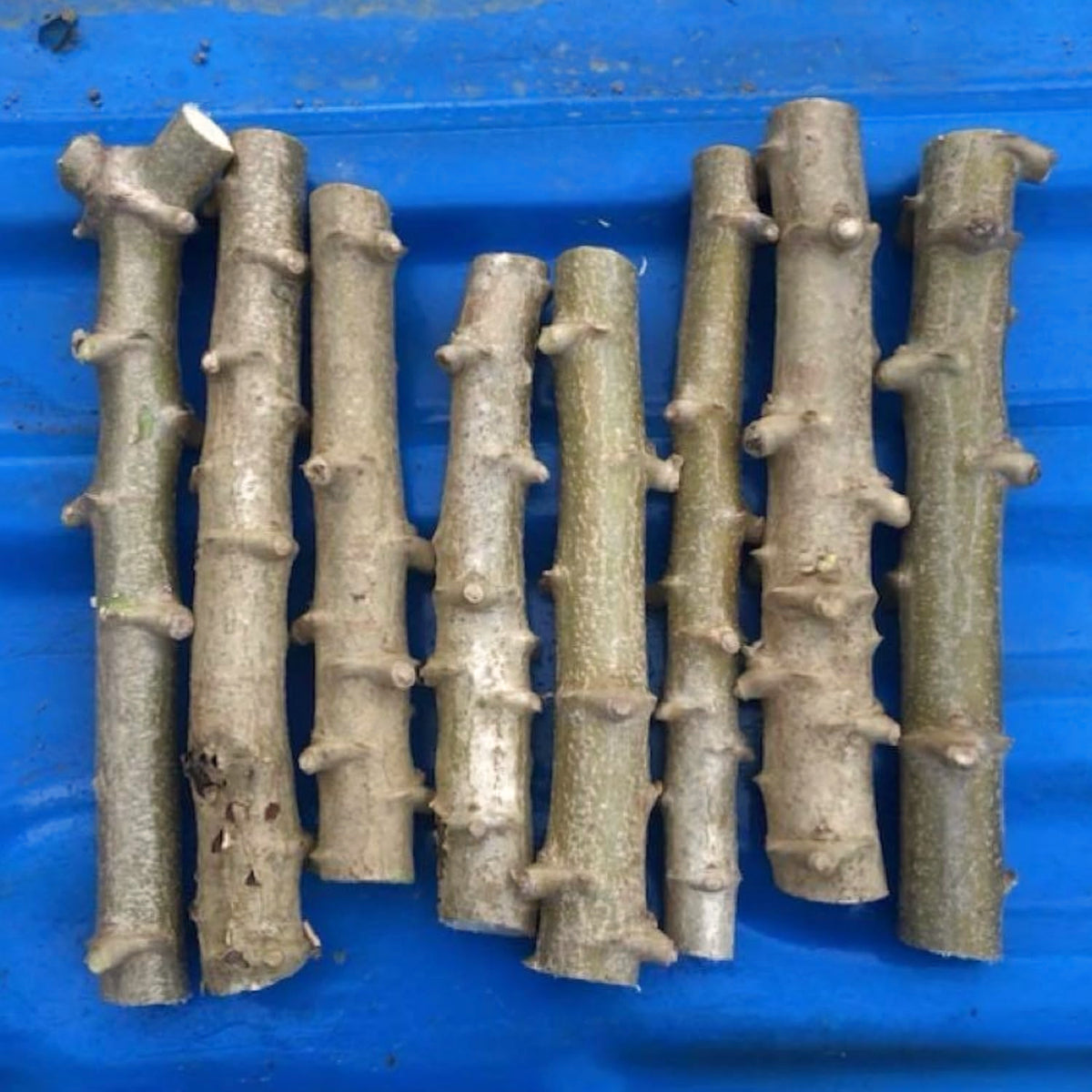 5 Cassava Yuca Cuttings For Garden, 6-10 Inch Live Manihot Esculenta Stems