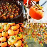 Live American Persimmon Tree, 1 Potted Seedling, 6-12 Inch Plant, Zones 4-9