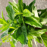 2 Live Longevity Spinach Plants, 4-8 Inch Vegetable Plants, Outdoor Garden