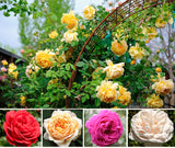 2 Climbing Rose Plants, Yellow, Pink, Red Or White, Blooming And Rooted
