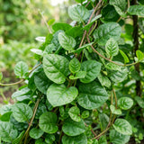 Live Malabar Spinach Vine, 4-8 Inches Tall, Starter Plant In 4-Inch Pot