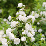 Live Mock Orange Shrub In Pot, Fragrant White Flowers For Outdoor Gardens