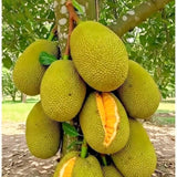 Yellow Jackfruit Live Tree, 2 To 3 Feet Tall, One-Gallon Potted Seedling