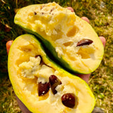 2 Live Pawpaw Fruit Tree Seedlings, Cold Hardy, 6-12 Inches Tall, Potted