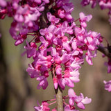 Quart Pot Eastern Redbud Tree, 6-12 Inch Tall Ornamental Live Sapling Plant