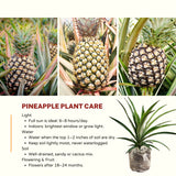 Live Pineapple Tree, 5-8 Inch Fruit Plant For Patio Container Planting