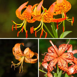 10 Tiger Lily Flower Bulbs, Turk's Cap Roots For Outdoor Growing, Orange