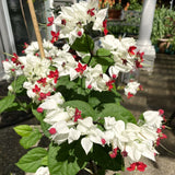 2 Live Clerodendrum Vines, White Bleeding Heart Plants, 4-6 Inches Tall