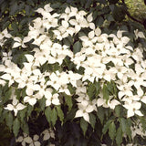 Kousa Dogwood Tree, White Flowers, Live Plant, 10-18 Inches, Quart Pot
