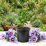Live Purple Rose Of Sharon Shrub, 6-14 Inch Potted Landscape Flower Bush