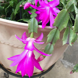 2 Live Purple Christmas Cactus Plants, 4-7 Inch Holiday Houseplants Decor