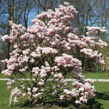 Live Saucer Magnolia Flowering Tree Plant, Fragrant Bush, 6-14 Inches Tall