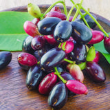 Live Black Jambu Plum Fruit Tree, 6-8 Inch Plant For Home Orchard Garden