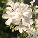 3 White Plumbago Starter Plants, Live 4-7 Inch Flowering Shrubs For Pots