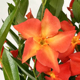 Live Dipladenia, 4-8 Inch Trailing Flower Plant For Trellises And Pots