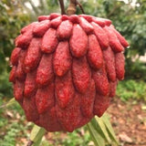 Potted Live Red Sugar Apple Fruit Tree, Annona Squamosa, 6-12 Inches Tall