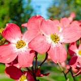 Pink Dogwood Flowering Tree, Live Outdoor Plant, 6-12 Inch, 2.5 Inch Pot