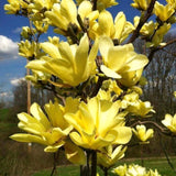 Live Yellow Bird Magnolia Flowering Tree, 6-14 Inches Tall, Potted Plant