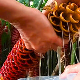 Live Red Awapuhi Shampoo Ginger Plant, 5-9 Inch, For Patio Container Use