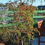 Live Yaupon Holly Shrub Plant For Planting, Well-Rooted, 4-6 Inches Tall