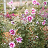 Live Pink Rose Of Sharon Plant, 6-12 Inch Flowering Hibiscus Garden Shrub