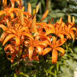 10 Tiger Lily Flower Bulbs, Turk's Cap Roots For Outdoor Growing, Orange