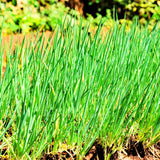 3 Heirloom Leek Chives Herb Plants, Live Chives Measuring 4 Inches Tall