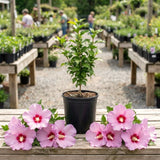 A Live Pink Rose Of Sharon Potted Plant, 6-13 Inches Tall Outdoor Shrub
