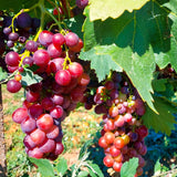 2 Live Red Muscadine Grape Vines, 5-8 Inch Plants For Outdoor Planting