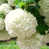 Live Japanese Snowball Viburnum Shrub, 8-10 Inch Hardy Garden Plant In Pot