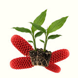 Live Red Awapuhi Shampoo Ginger Plant, 5-9 Inches, For Patio Containers
