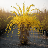 Yellow Forsythia Live Shrub, 6-12 Inch Potted Plant With Fragrant Blooms