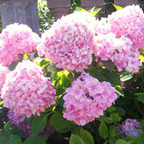 Live Pink Hydrangea Tree In Quart Pot, 6-12 Inches Tall For Garden Planting