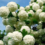 Live Old Snowball Viburnum Shrub, White Blooms, 6-10 Inches, 4 Inch Pot
