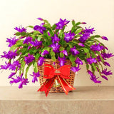 2 Live Purple Christmas Cactus Plants, 3-6 Inch Tall Indoor Houseplants