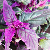 2 Indoor Purple Passion Houseplants, Live Velvet Plants, 4-9 Inches Tall